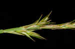 Bome-like sedge